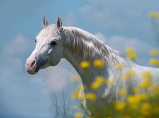 shining silver white arabian horse portrait on blue sky background in yellow flowers