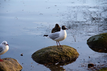 A Black-headed gull (Chroicocephalus ridibundus) is standing on a rock in the water in the winter sunlight