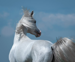 shining silver white arabian horse portrait on blue sky background