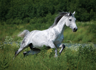 Obraz na płótnie Canvas Gray dappled arabian horse runs free in green summer field