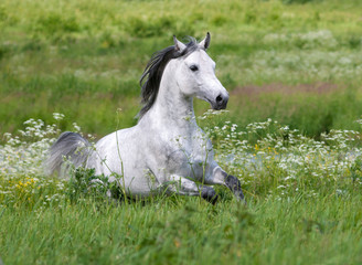 Gray dappled arabian horse runs free in green summer field