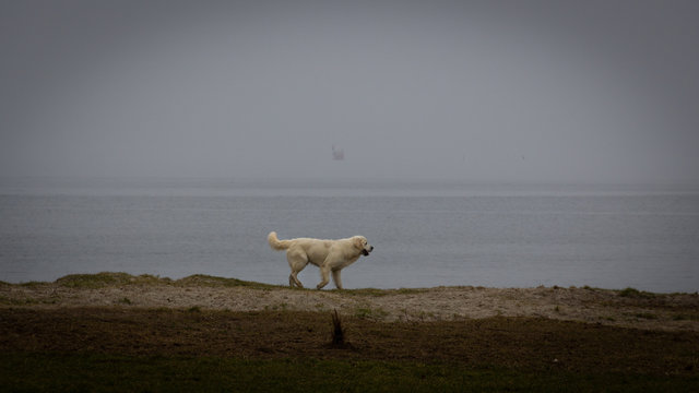A single Golden Retriever dog is slowly walking on the winter beach on an overcast foggy day in Malm&ouml;, Sweden