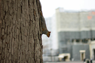 One grey squirrel climbing upside down at tree trunk