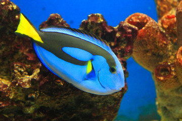 Fototapeta na wymiar Closeup of a blue tang surgeonfish in the aquarium.