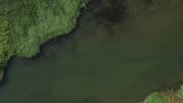 Sparkling river and water plants in wetland top view