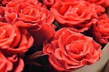 Bouquet beautiful red roses with selective focus in craft paper. Luxury bouquet made of amazing lush lava roses. Valentines Bouquet of red roses. Present for Mother’s Day. Close-up red roses bouquet 