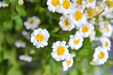 Fototapeta premium beautiful bouquet of camomile flowers on blurred neutral background. Bunch of wildflowers, selective focus. Romantic meadow flower. White camomiles flower. Spring time concept. 