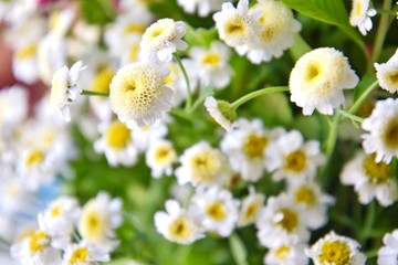 beautiful bouquet of camomile flowers on blurred neutral background. Bunch of wildflowers, selective focus. Romantic meadow flower. White camomiles flower. Spring time concept. 