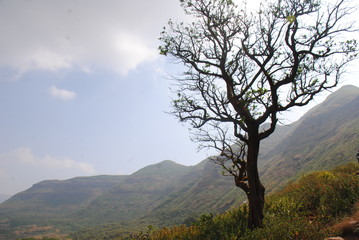 Dry of  tree with beautiful background of sky and mountain