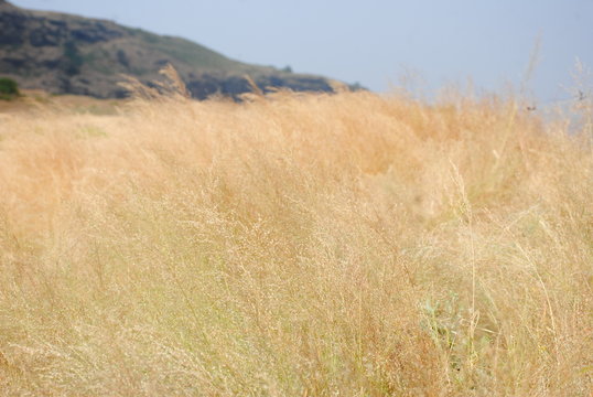 Dry Grass On Plateau Of Deccan