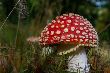 mushroom