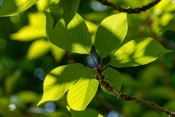 Backlit illuminated cherry tree foliage in spring