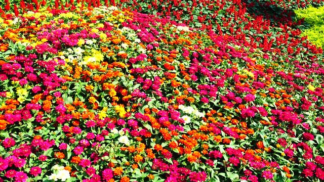 4K collor full flower field in city nature backgound 