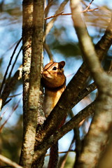Chipmunk in its natural habitat in Ontario, Canada.