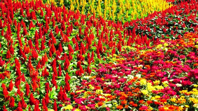 4K collor full flower field in city nature backgound 