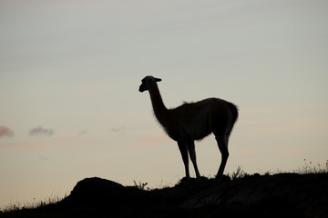 Silhouette of a guanaco in the Torres del Paine mountains at sunset, Torres del Paine National Park, Chile