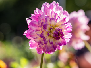 Pink and cream dahlia in summer