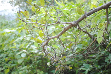Fototapeta premium Spikes on a branches of tree