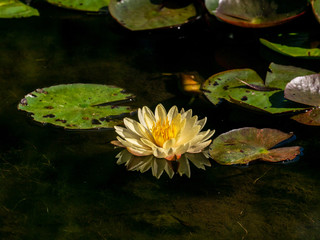 Yellow water lily and reflections on the water