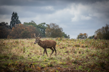 Deer of Richmond Park