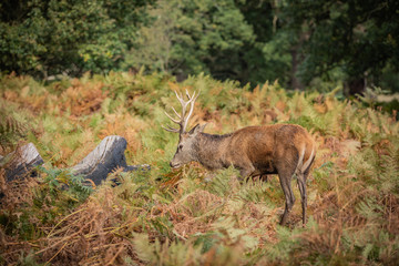 Deer of Richmond Park