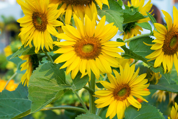 Obraz premium field of sunflowers