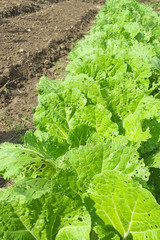 白菜・虫食い - Worm-eaten Chinese cabbage in the field