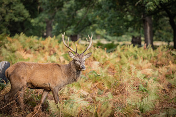 Deer of Richmond Park