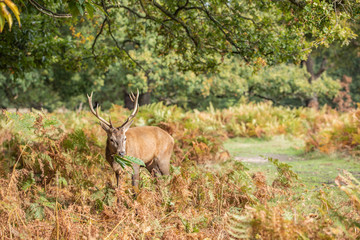 Deer of Richmond Park