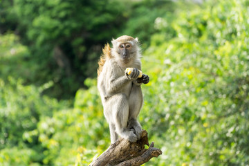 Wild crab eating macaque also known as long tailed macaque sitting on tree wood