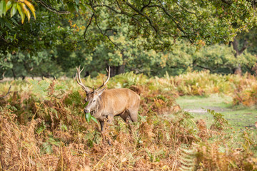 Deer of Richmond Park