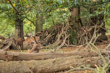 Deer of Richmond Park