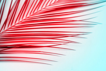 Tropical palm leave on red background. Flat lay, top view. Red background