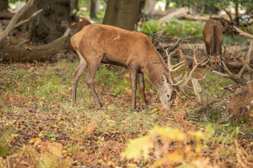 Naklejka na ściany i meble Deer of Richmond Park