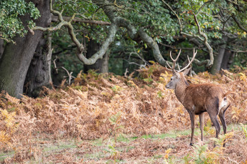 Deer of Richmond Park