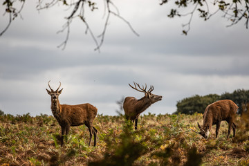 Deer of Richmond Park