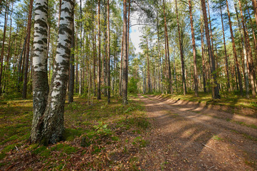 Obraz premium Autumn forest nature. Vivid morning in colorful forest