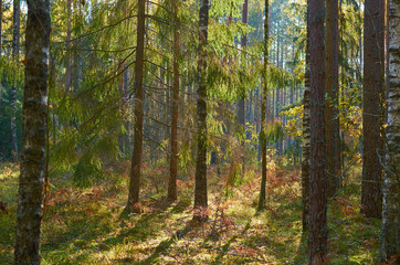 Fototapeta na wymiar Autumn forest nature. Vivid morning in colorful forest