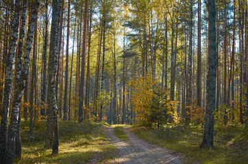 Fototapeta premium Jesień leśna natura. Żywy poranek w kolorowym lesie