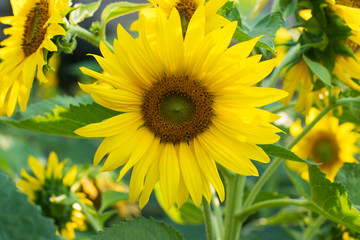 Obraz premium field of sunflowers