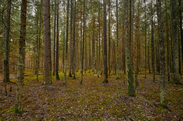 Obraz premium Autumn forest nature. Vivid morning in colorful forest