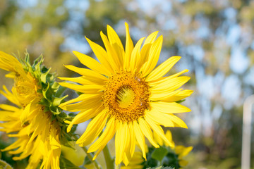 sunflower in the field