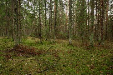Fototapeta premium Autumn forest nature. Vivid morning in colorful forest