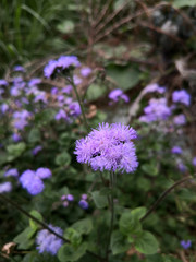 Agératum du Mexique dans le jardin des plantes de Poitiers