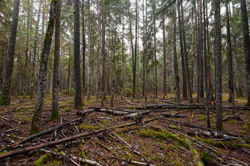 Autumn forest nature. Vivid morning in colorful forest
