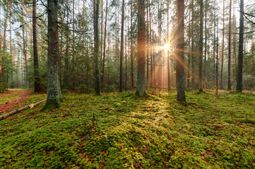 Autumn forest nature. Vivid morning in colorful forest
