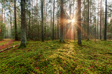 Autumn forest nature. Vivid morning in colorful forest