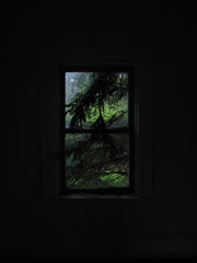 window in the forest