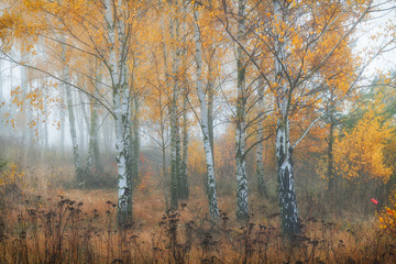 Misty morning in autumn birch forest