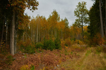 Autumn forest nature. Vivid morning in colorful forest